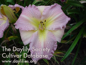 Daylily Casual Charm